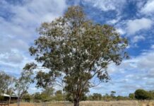 Limestone Coast Police target red gum thefts
