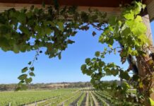 Padthaway wine on show