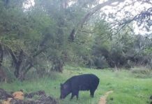 Landscape Board encourages cooperation to tackle pig problem
