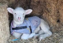 Farmers surrender market sheep to cope