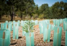 Paddock Tree Project to regrow native population