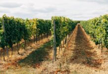 Have your say about the Wine Tourism and Cellar Door Grant Program