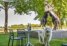 Author dog visits Coonawarra wineries