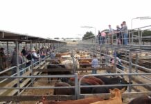 City to tip in $77k to saleyards project
