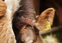 Research investigating ways to put methane reducing technology into the paddock