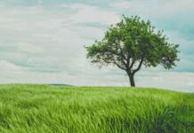 New toolkit and information to help Trees on Farms