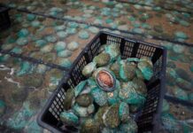 Abalone virus detection sees restriction zone extended