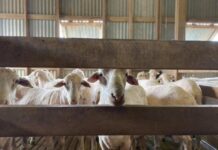 Grain Producers SA stands against sheep export ban