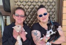 A helping paw for pet owners