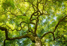 Updated tree removal laws