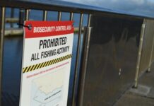 Abalone virus fishing ban