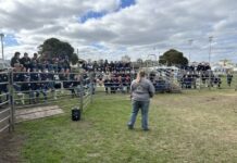 Students learn how to handle cattle