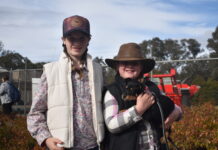 Rounded up at the Casterton Kelpie Muster
