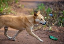 Tatiara concerned for wild dog control
