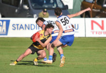 Cats produce another scare