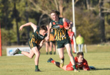 Mozzies turn it on in third term