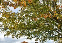 19-year-old places first bull in artificial insemination market