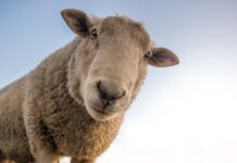 Rebate expanded for electronic identification tags for sheep and farmed goats