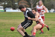 Roosters stamp their authority on contest