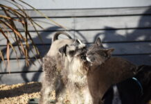 Pet registration due