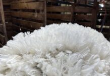 Wool growers urged to check and update details ahead of WoolPoll 2024