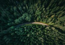 Celebrating forests’ wonders