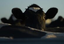 A top display at Mount Gambier Show