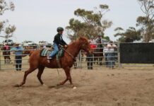 Campdraft action at Keith