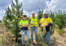 Christmas tree giveaway