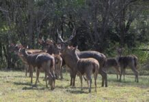 On ground shooting safe