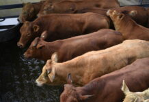 Markets reports January 29