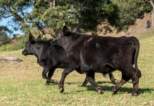 Largest annual sheep and lamb slaughter in decades as cattle female slaughter rate eases