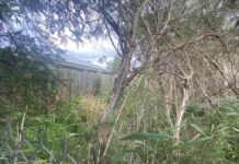 Grants available for native vegetation