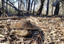 National science awards open