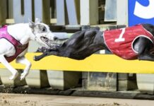 Trainer reflects on Group 1 glory