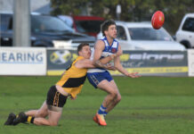 Cats run rampant at Tigerland