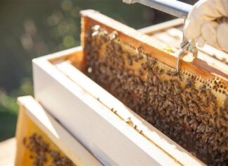 Council moves on mites