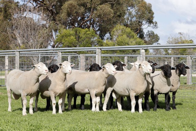 Top Quality at Allendale | Border Chronicle