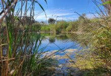 Free camping expansion