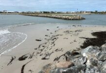 Marina future underway