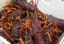 Lobster exports hit record boiling point