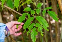 Keith in bloom for Garden Day