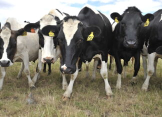 International Dairy Week line up