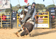 Not their first rodeo