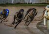 Greyhound fields, Mount Gambier, Sunday, 7 December
