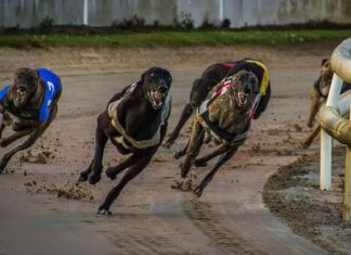 Mount Gambier greyhound fields