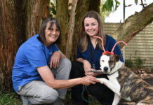 Protecting our pets this festive season