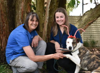 Protecting our pets this festive season