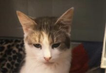 Pawsome Pals: Feline Friends in Need