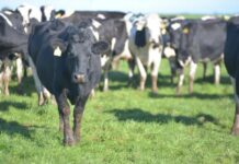 Report: Softer global dairy market